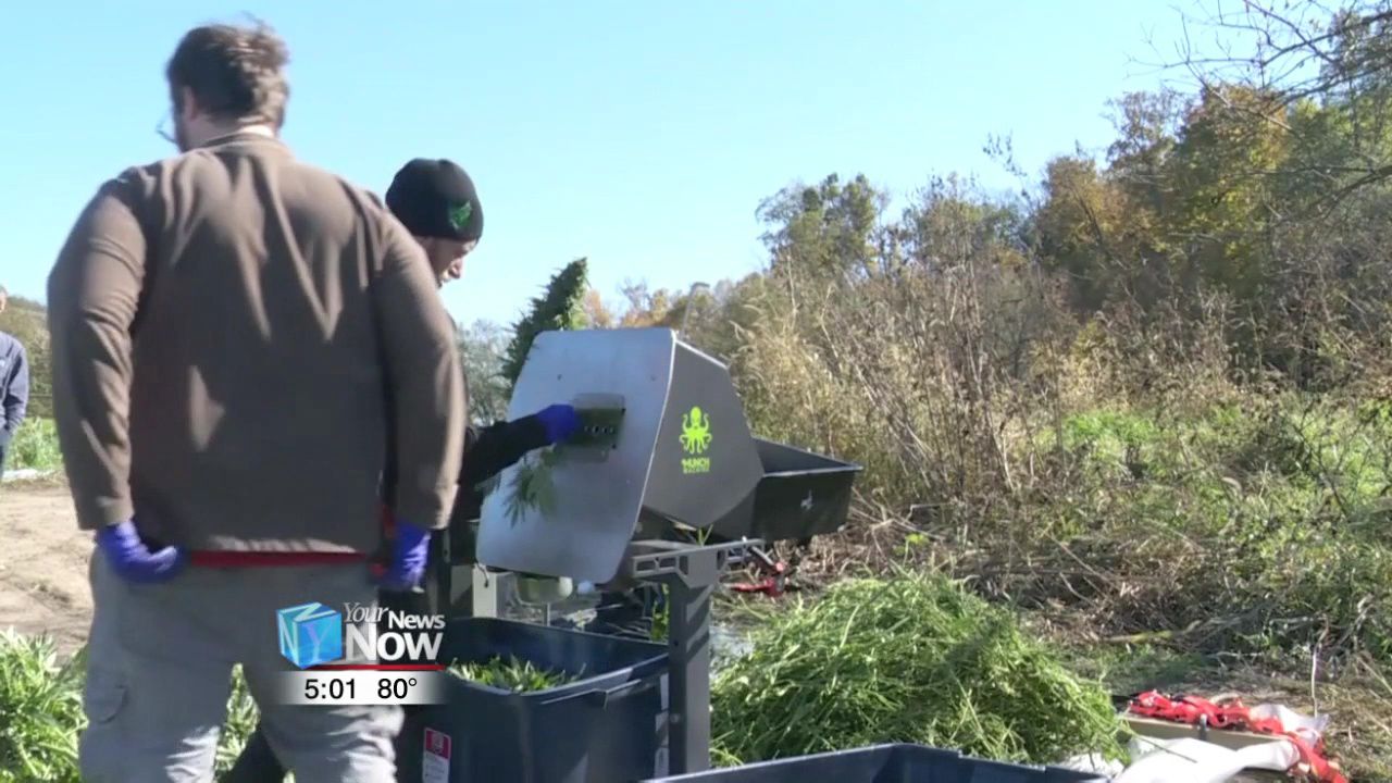 Ohio farmers could be growing hemp as soon as spring of 2020 2.jpg